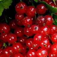 Саджанець Порічка Дарниця